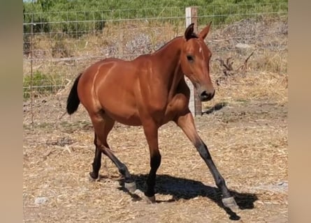 Spanisches Sportpferd, Stute, 2 Jahre, 155 cm, Dunkelfuchs