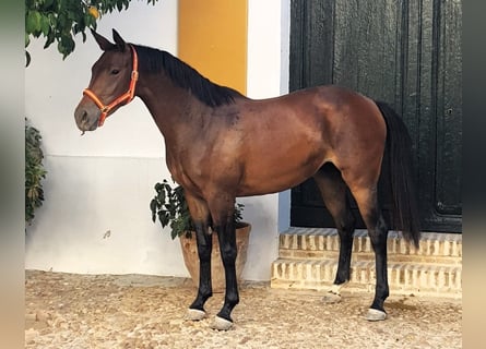 Spanisches Sportpferd, Stute, 2 Jahre, 159 cm, Brauner