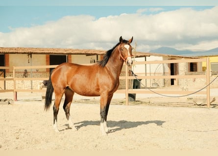 Spanisches Sportpferd, Stute, 2 Jahre, Brauner