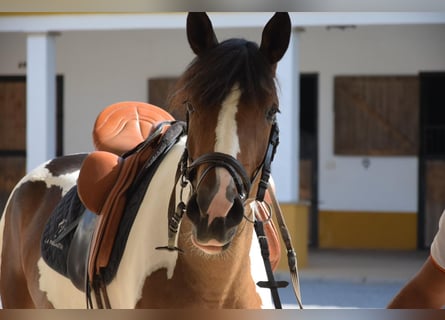 Spanisches Sportpferd Mix, Stute, 3 Jahre, 163 cm, Tobiano-alle-Farben