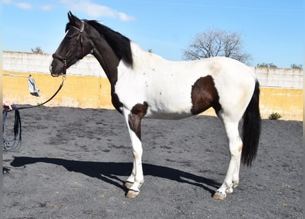 Spanisches Sportpferd, Stute, 4 Jahre, 159 cm, Schecke