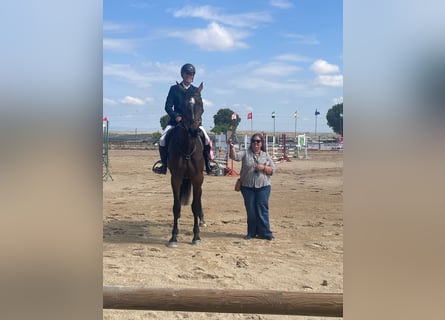 Spanisches Sportpferd, Stute, 4 Jahre, 178 cm, Rappe