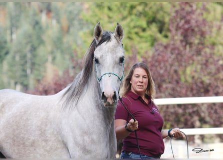 Spanisches Sportpferd, Stute, 5 Jahre, 154 cm, Fliegenschimmel