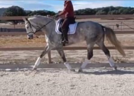 Spanisches Sportpferd, Stute, 5 Jahre, 168 cm, Schimmel