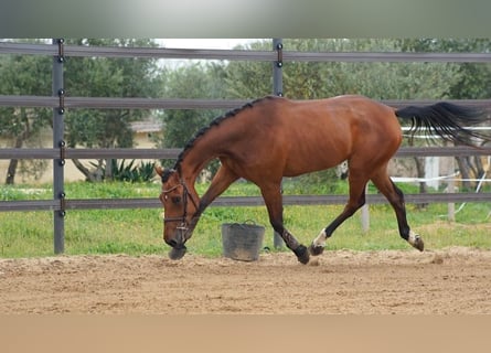 Spanisches Sportpferd, Stute, 5 Jahre, 170 cm, Brauner
