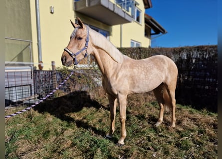 Spanisches Sportpferd, Stute, 6 Jahre, 160 cm, Palomino