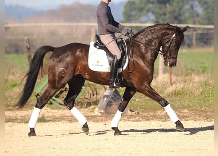 Spanisches Sportpferd, Stute, 6 Jahre, 162 cm, Dunkelbrauner