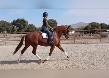 Spanisches Sportpferd, Stute, 6 Jahre, 174 cm
