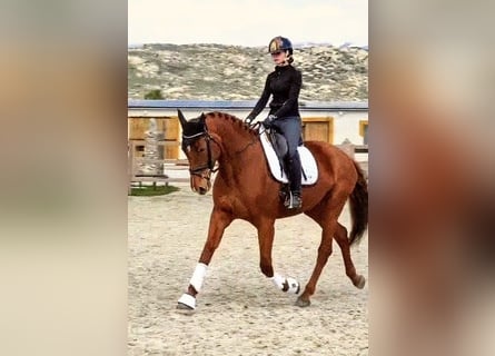 Spanisches Sportpferd, Stute, 6 Jahre, 174 cm, Fuchs