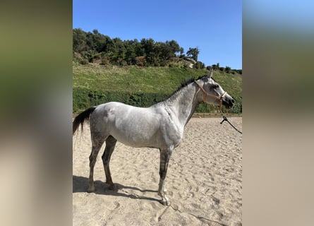 Spanisches Sportpferd, Stute, 9 Jahre, Schimmel