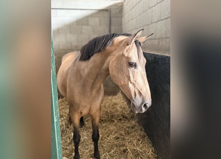 Spanisches Sportpferd, Wallach, 10 Jahre, 146 cm, Buckskin