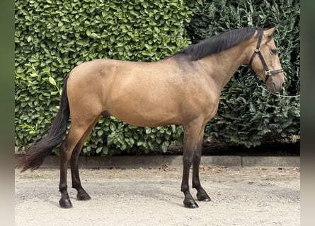 Spanisches Sportpferd, Wallach, 10 Jahre, 147 cm, Buckskin