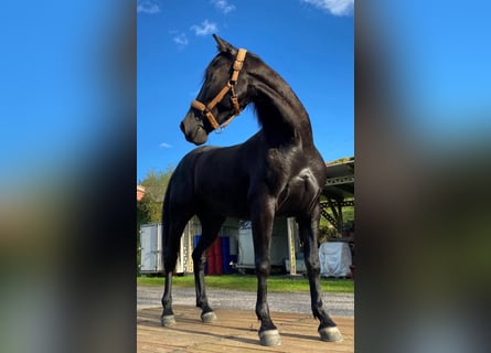 Spanisches Sportpferd, Wallach, 10 Jahre, 154 cm, Dunkelbrauner