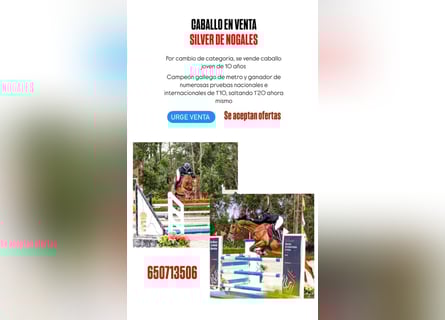 Spanisches Sportpferd, Wallach, 10 Jahre, 165 cm, Dunkelbrauner