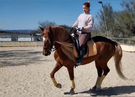 Spanisches Sportpferd, Wallach, 10 Jahre, 165 cm, Palomino