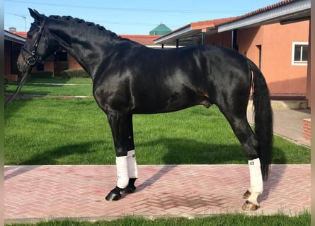 Spanisches Sportpferd, Wallach, 11 Jahre, 165 cm, Rappe