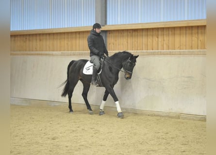 Spanisches Sportpferd, Wallach, 11 Jahre, 168 cm, Schwarzbrauner