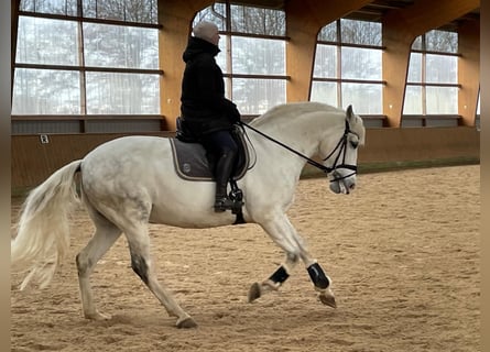 Spanisches Sportpferd, Wallach, 11 Jahre, 64 cm, Apfelschimmel