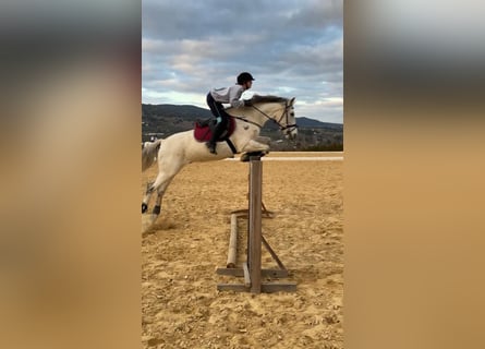 Spanisches Sportpferd Mix, Wallach, 14 Jahre, 163 cm, Schimmel