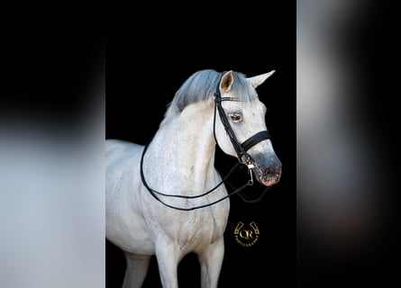 Spanisches Sportpferd, Wallach, 14 Jahre, 169 cm, Schimmel