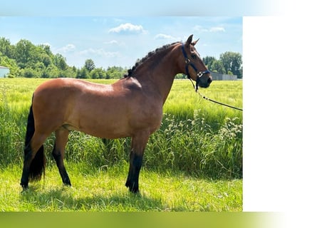 Spanisches Sportpferd, Wallach, 15 Jahre, 162 cm, Brauner