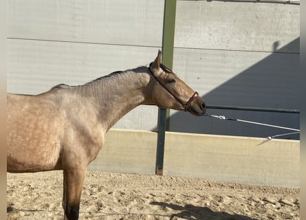 Spanisches Sportpferd, Wallach, 2 Jahre, 158 cm, Falbe