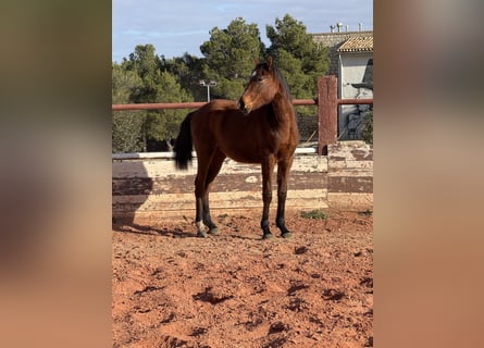 Spanisches Sportpferd, Wallach, 2 Jahre, Hellbrauner