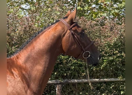 Spanisches Sportpferd, Wallach, 3 Jahre, 162 cm, Brauner