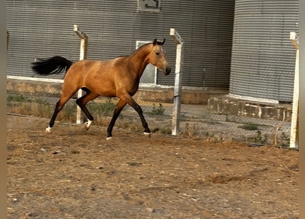 Spanisches Sportpferd, Wallach, 3 Jahre, 162 cm, Falbe