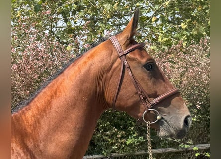 Spanisches Sportpferd, Wallach, 3 Jahre, 164 cm, Brauner