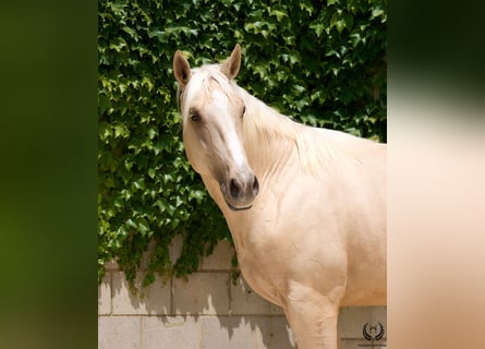 Spanisches Sportpferd, Wallach, 3 Jahre, 168 cm, Palomino