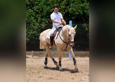 Spanisches Sportpferd, Wallach, 3 Jahre, 169 cm, Palomino