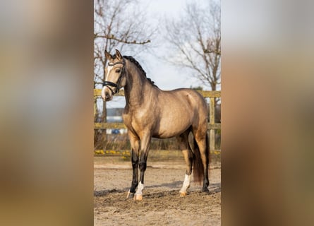 Spanisches Sportpferd, Wallach, 4 Jahre, 154 cm, Buckskin