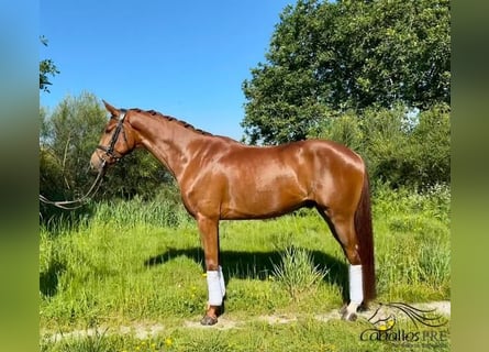 Spanisches Sportpferd, Wallach, 4 Jahre, 159 cm, Fuchs