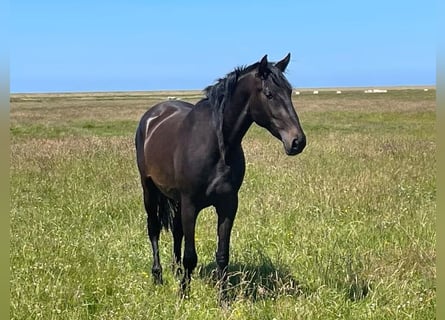 Spanisches Sportpferd, Wallach, 4 Jahre, 160 cm, Dunkelbrauner