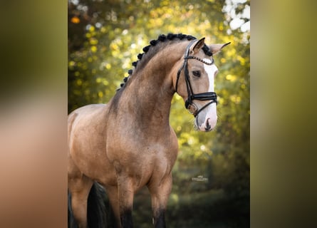 Spanisches Sportpferd, Wallach, 4 Jahre, 162 cm, Buckskin