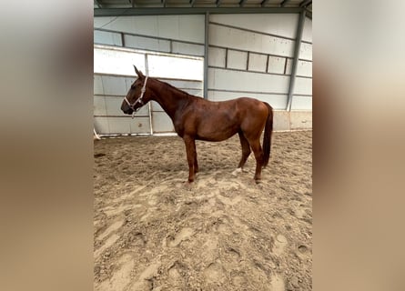 Spanisches Sportpferd, Wallach, 4 Jahre, 163 cm, Fuchs