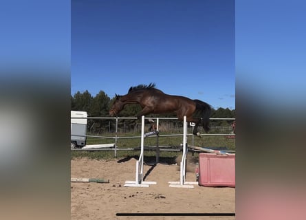 Spanisches Sportpferd, Wallach, 4 Jahre, 178 cm, Brauner