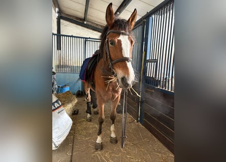 Spanisches Sportpferd, Wallach, 5 Jahre, 162 cm, Brauner