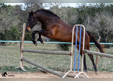 Spanisches Sportpferd, Wallach, 5 Jahre, 162 cm, Brauner