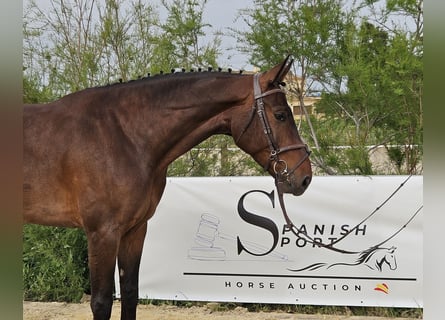 Spanisches Sportpferd, Wallach, 5 Jahre, 167 cm, Brauner