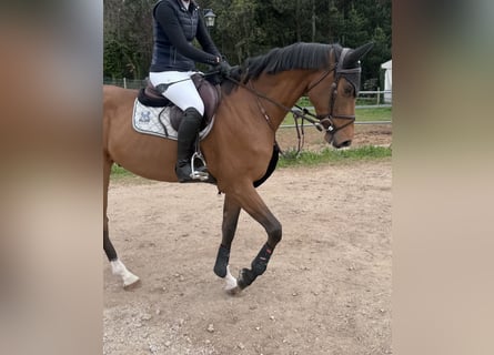 Spanisches Sportpferd, Wallach, 5 Jahre, 167 cm, Hellbrauner
