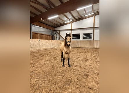 Spanisches Sportpferd, Wallach, 6 Jahre, 148 cm, Buckskin