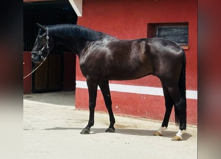 Spanisches Sportpferd, Wallach, 7 Jahre, 168 cm, Brauner
