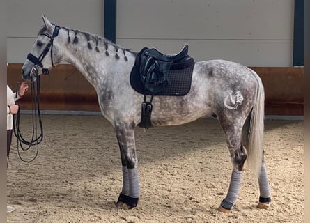 Spanisches Sportpferd, Wallach, 7 Jahre, 169 cm, Schimmel