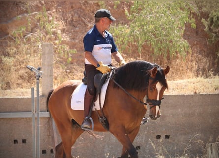 Spanisches Sportpferd, Wallach, 8 Jahre, 168 cm, Brauner