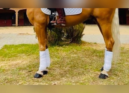 Spanish Sporthorse, Gelding, 11 years, 16.1 hh, Palomino