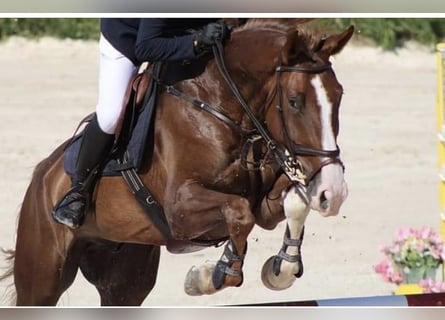 Spanish Sporthorse, Gelding, 11 years, 17.1 hh, Chestnut-Red