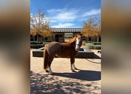 Spanish Sporthorse, Gelding, 12 years, 11,2 hh, Chestnut