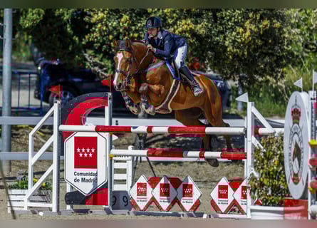 Spanish Sporthorse, Gelding, 12 years, 17 hh, Bay-Dark